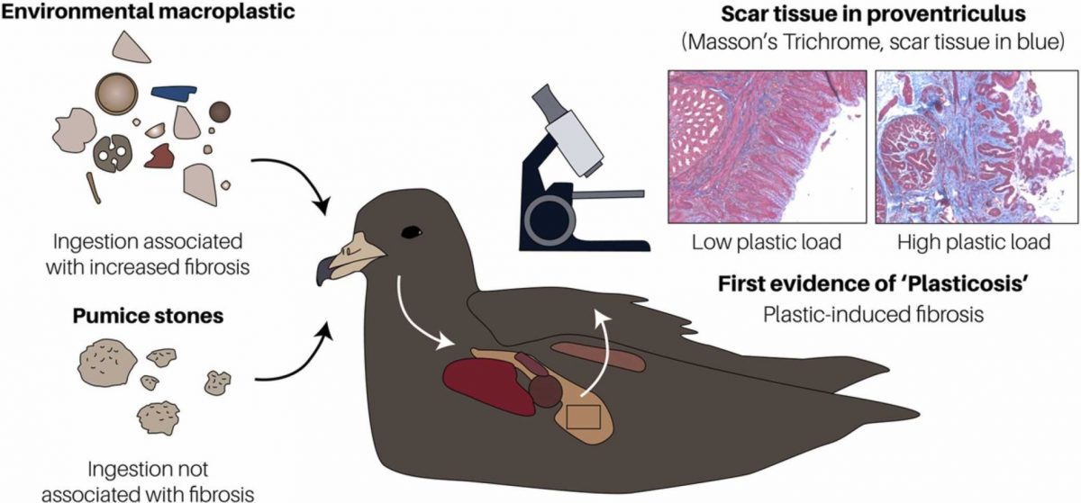 Plastic particles and micro fibers have been found to cause 'plasticitis' in seabirds.