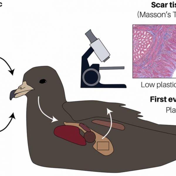 Plastic particles and micro fibers have been found to cause 'plasticitis' in seabirds.